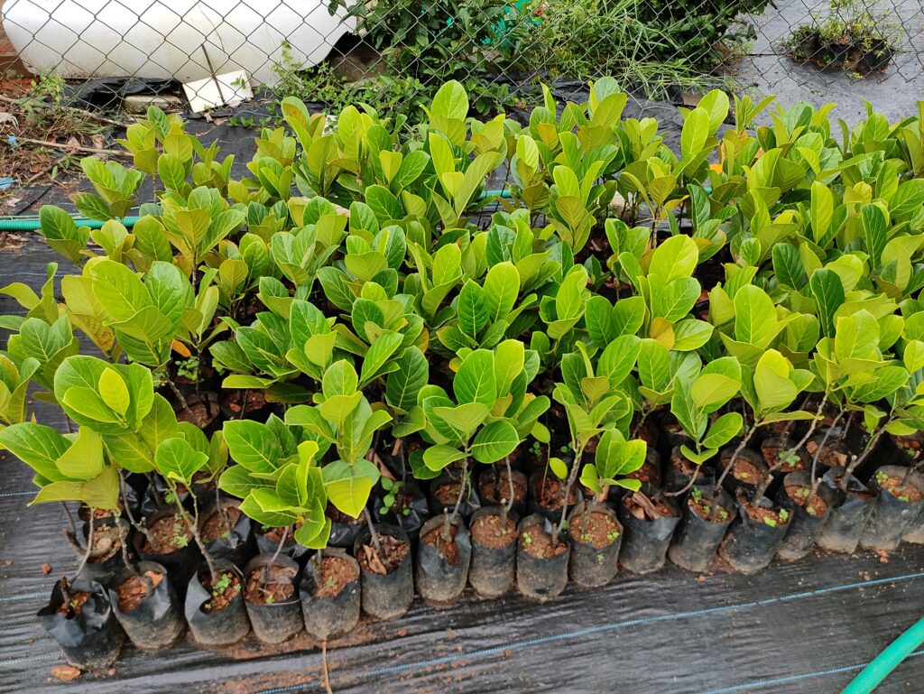 Plants of Sindoor at Shree Dadaji Green Nursery