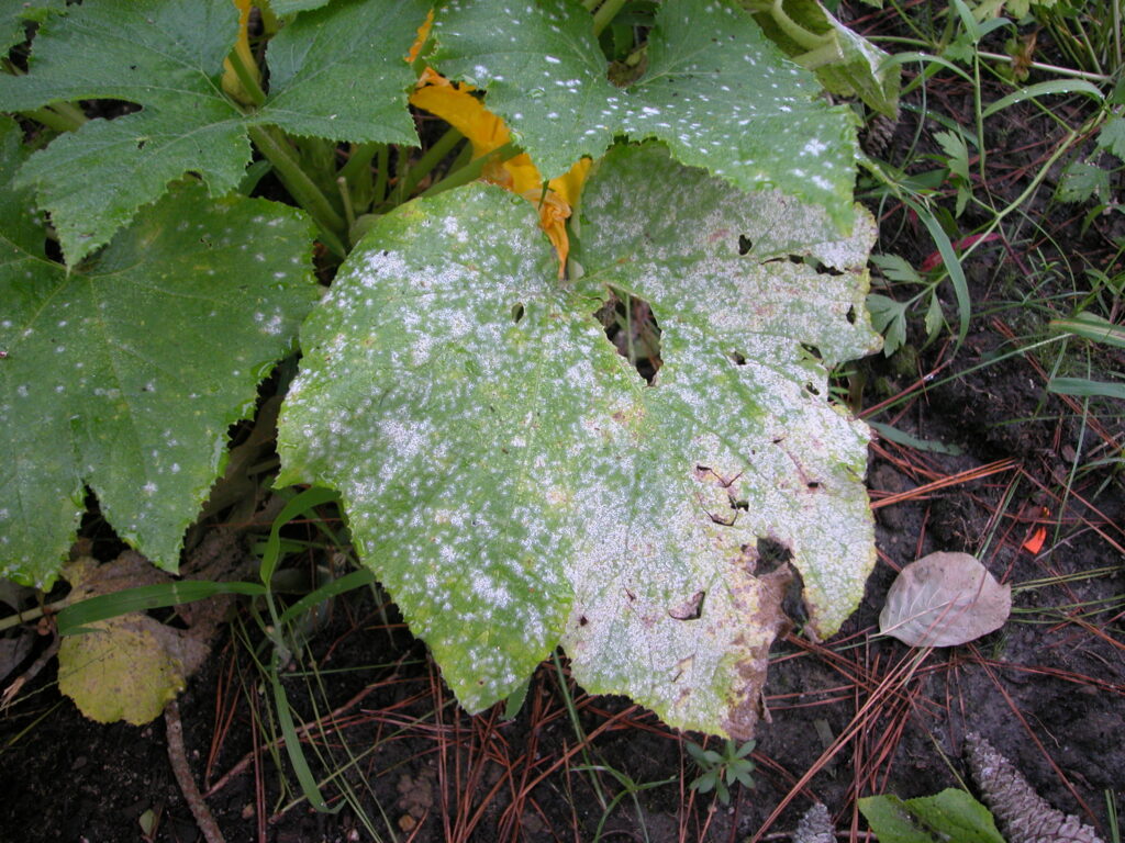Fungus and Mildew