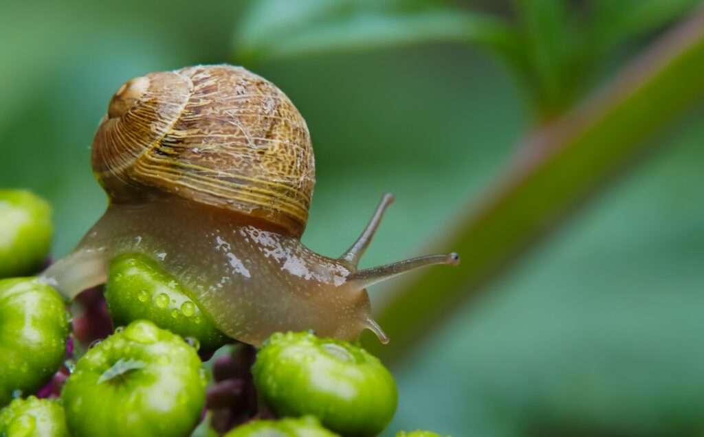 Snails, slugs, and insects problem for garden