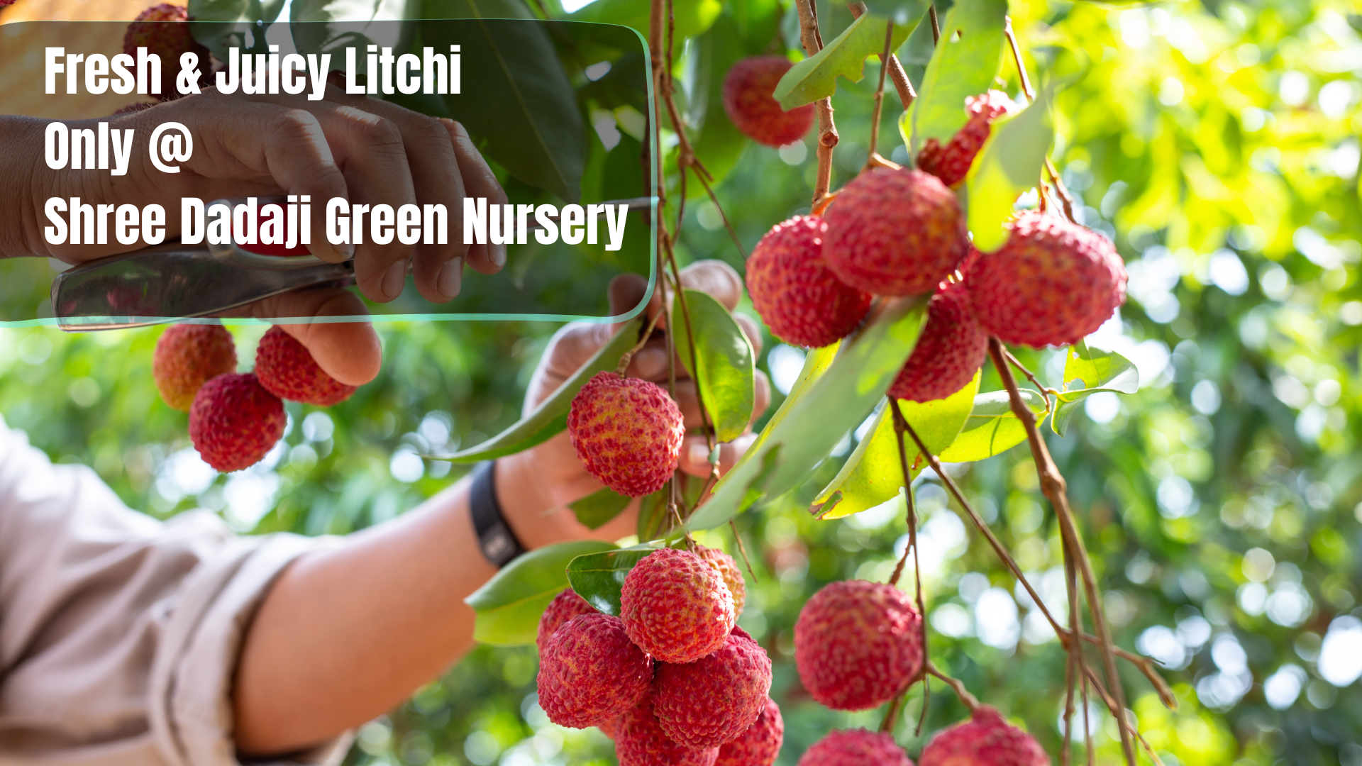 Freshly harvested red litchi fruits placed in a woven basket