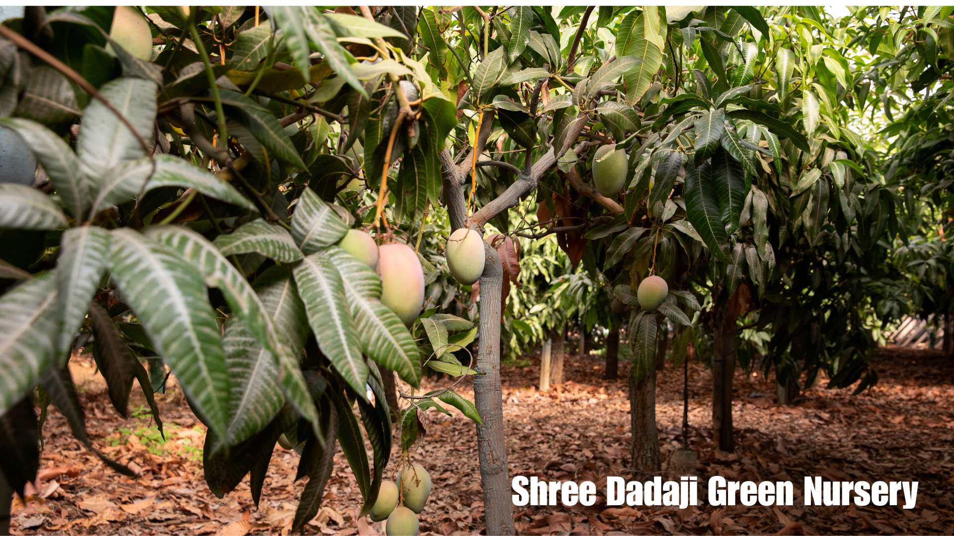 Lush green Gujarat mango orchard in full bloom